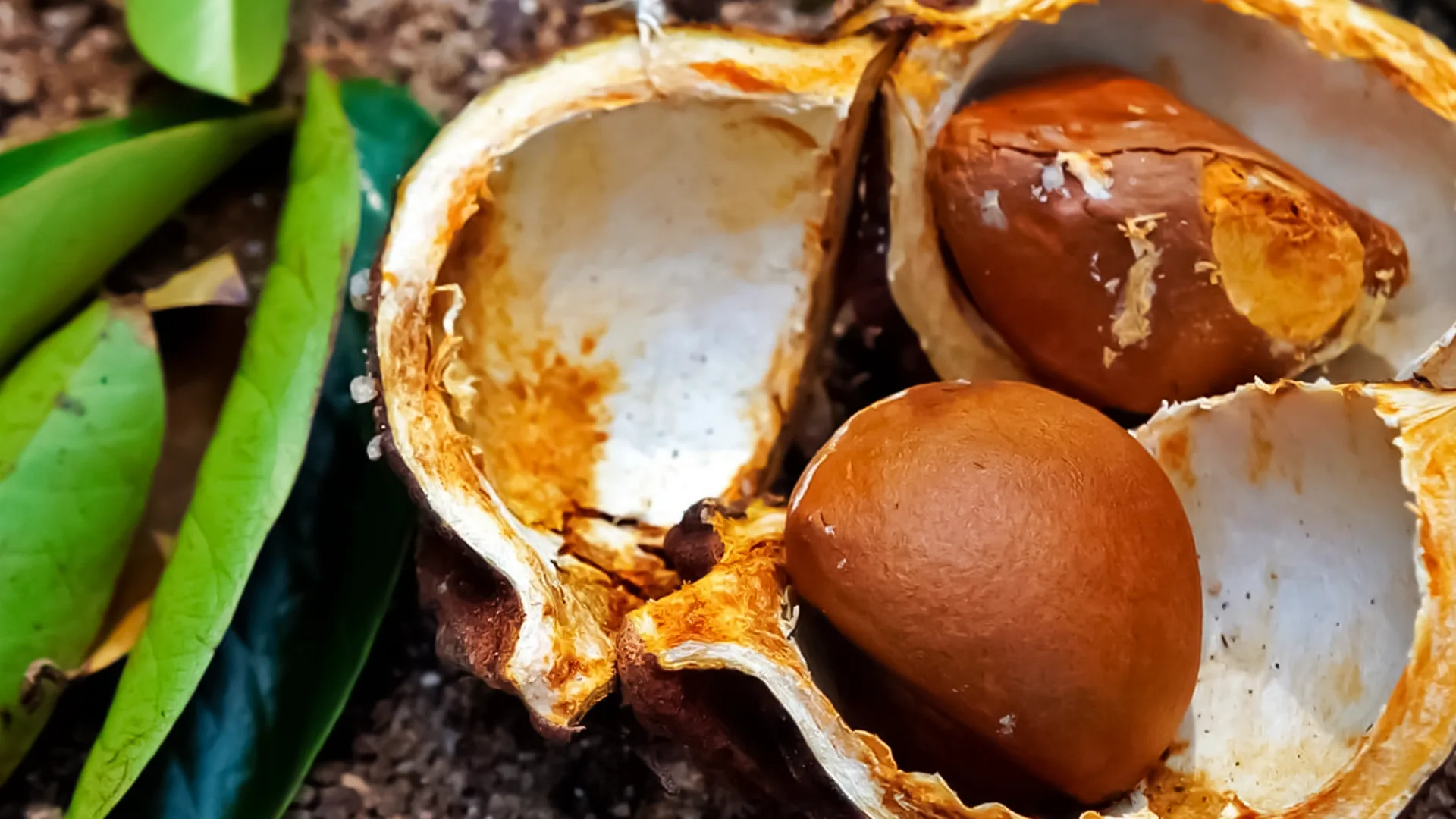 Curiosidades do Óleo de Andiroba